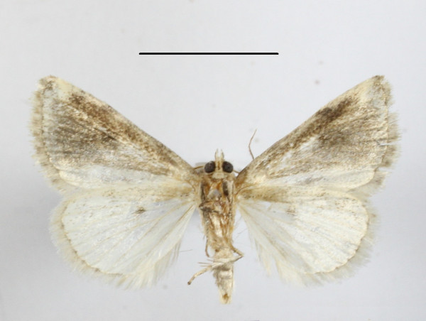 /filer/webapps/moths/media/images/A/admota_Eublemma_A_MGCLb_01.JPG