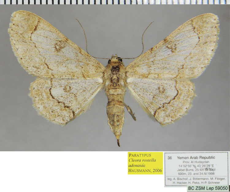 /filer/webapps/moths/media/images/A/adonaiae_Cleora_PTF_ZSM.jpg