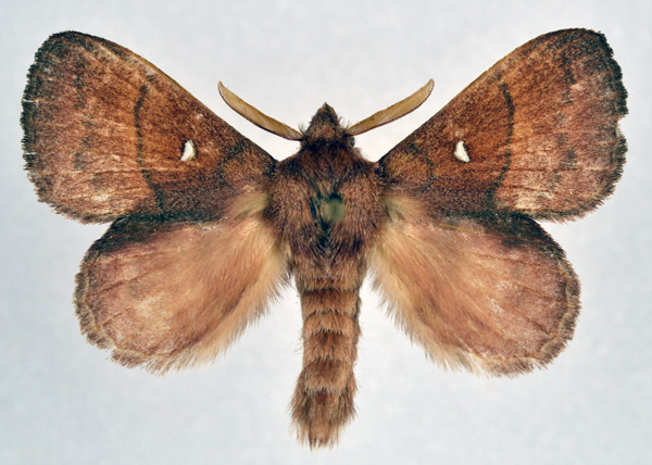 /filer/webapps/moths/media/images/A/adoxa_Leipoxais_AM_NHMO_01.jpg