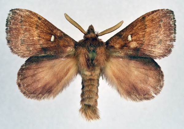 /filer/webapps/moths/media/images/A/adoxa_Leipoxais_AM_NHMO_02.jpg