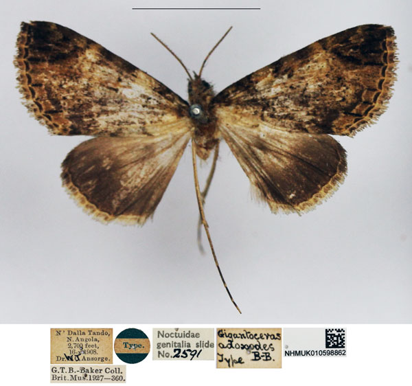 /filer/webapps/moths/media/images/A/adoxodes_Gigantoceras_HT_NHMUK.jpg