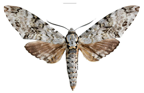 /filer/webapps/moths/media/images/A/adriani_Covelliana_HT_EMEMa.jpg