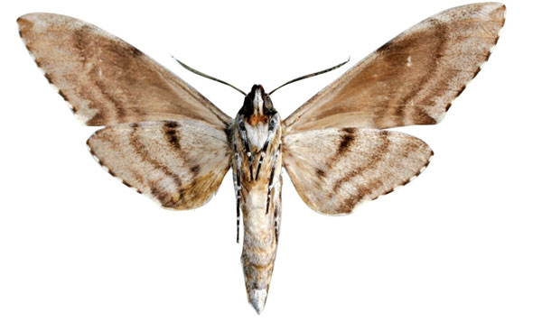 /filer/webapps/moths/media/images/A/adriani_Covelliana_HT_EMEMb.jpg