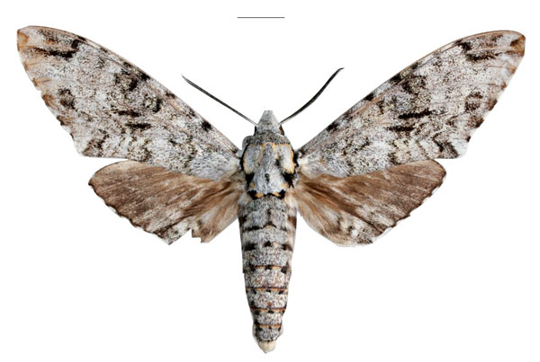 /filer/webapps/moths/media/images/A/adriani_Covelliana_PTM_EMEMa.jpg