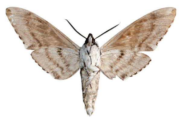 /filer/webapps/moths/media/images/A/adriani_Covelliana_PTM_EMEMb.jpg