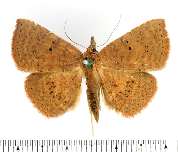 /filer/webapps/moths/media/images/A/adspersa_Attonda_AF_BMNH_01.jpg