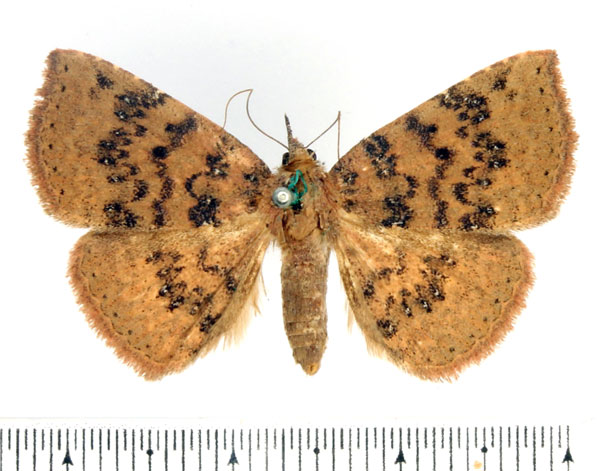 /filer/webapps/moths/media/images/A/adspersa_Attonda_AF_BMNH_02.jpg