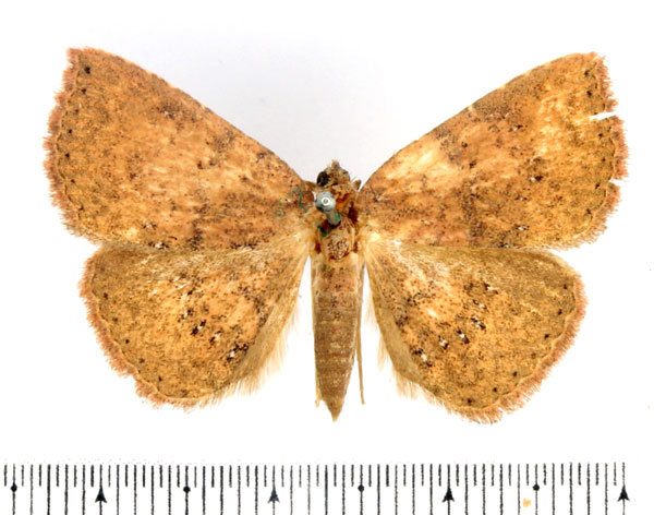 /filer/webapps/moths/media/images/A/adspersa_Attonda_AF_BMNH_03.jpg