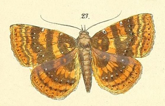 /filer/webapps/moths/media/images/A/adspersa_Attonda_Felder_117_23.jpg