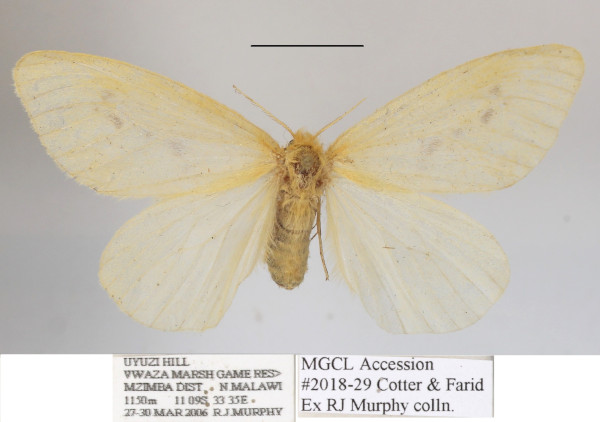 /filer/webapps/moths/media/images/A/adspersa_Crorema_AF_MGCLa_02.JPG