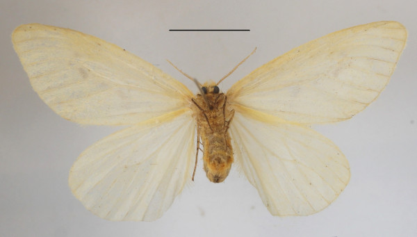 /filer/webapps/moths/media/images/A/adspersa_Crorema_AF_MGCLb_02.JPG
