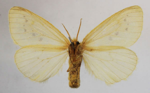 /filer/webapps/moths/media/images/A/adspersa_Crorema_AM_MGCLb.jpg