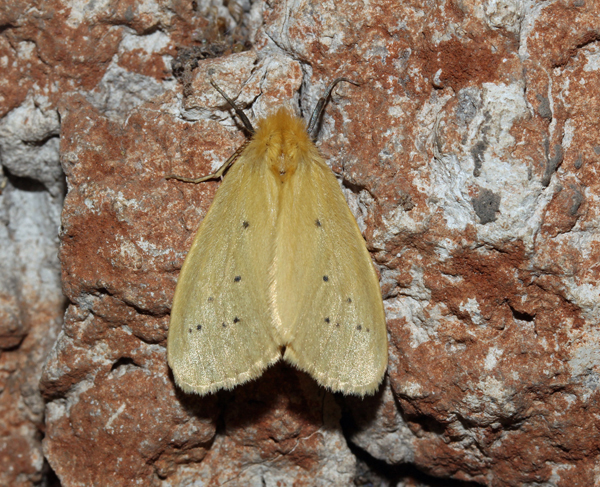 /filer/webapps/moths/media/images/A/adspersa_Crorema_A_Roland_05.jpg