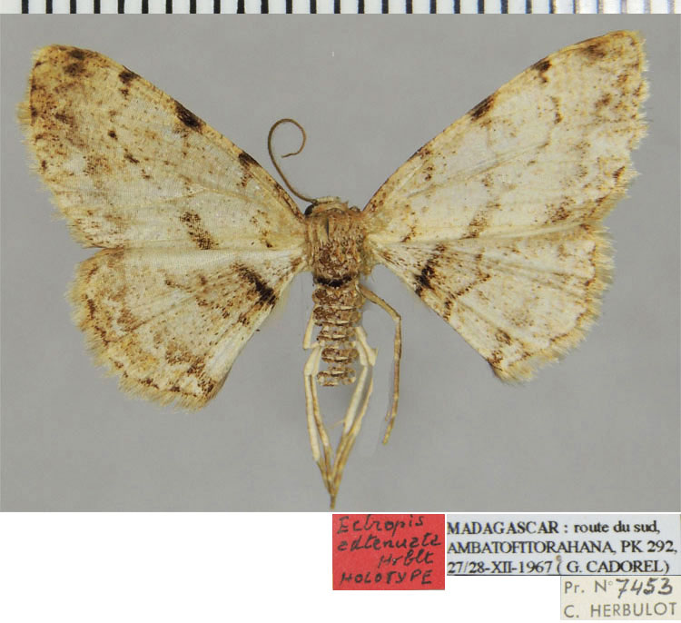 /filer/webapps/moths/media/images/A/adtenuata_Ectropis_HT_ZSMa.jpg