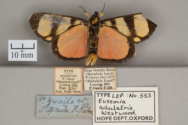 /filer/webapps/moths/media/images/A/adulatrix_Eusemia_HT_OUMNH_02.jpg
