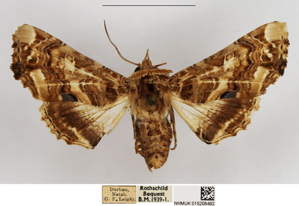 /filer/webapps/moths/media/images/A/adulatrix_Eutelia_AF_NHMUK.jpg