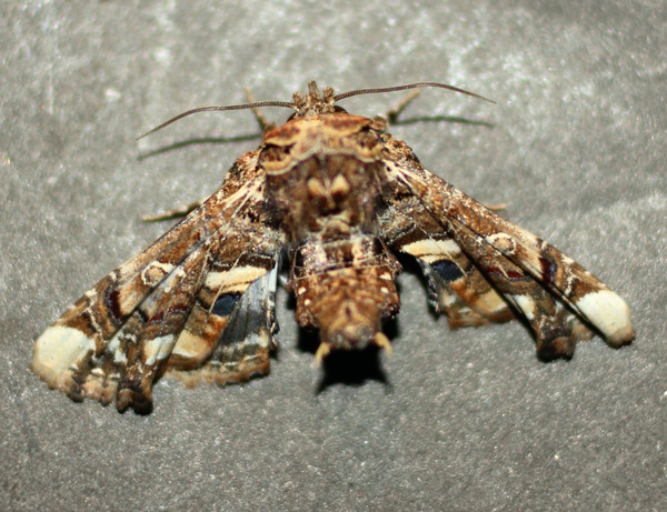 /filer/webapps/moths/media/images/A/adulatrix_Eutelia_A_Heyns_01.jpg