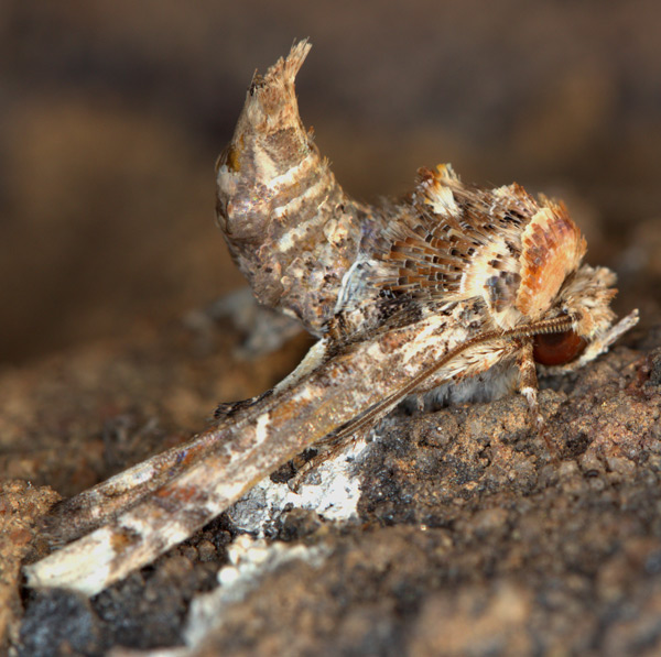 /filer/webapps/moths/media/images/A/adulatrix_Eutelia_A_Heyns_02.jpg
