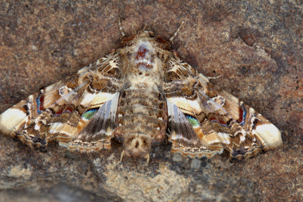 /filer/webapps/moths/media/images/A/adulatrix_Eutelia_A_Heyns_03.jpg