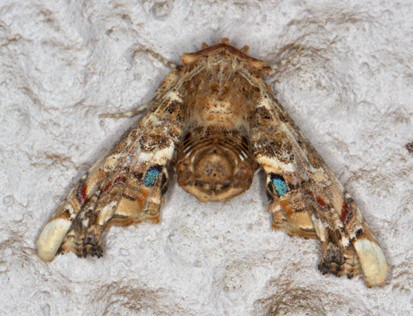 /filer/webapps/moths/media/images/A/adulatrix_Eutelia_A_Heyns_04.jpg
