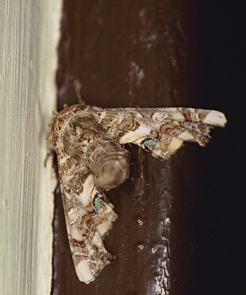 /filer/webapps/moths/media/images/A/adulatrix_Eutelia_A_Roland_01.jpg