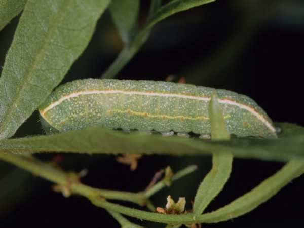 /filer/webapps/moths/media/images/A/adulatrix_Eutelia_C_Roland.jpg