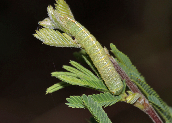 /filer/webapps/moths/media/images/A/adulatrix_Eutelia_C_Roland_01.jpg