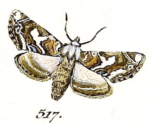 /filer/webapps/moths/media/images/A/adulatrix_Noctua_ST_Hubner_111-517.jpg