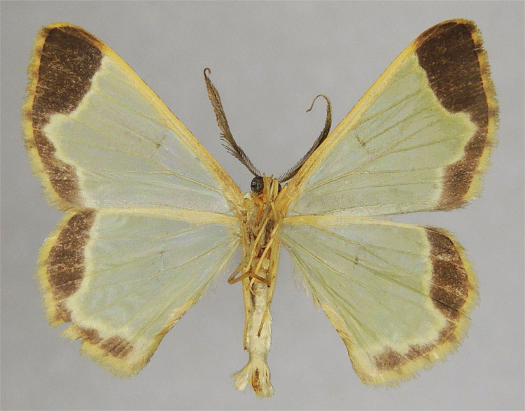 /filer/webapps/moths/media/images/A/adumbrata_Zamarada_PTM_ZSMb.jpg