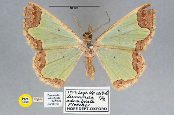 /filer/webapps/moths/media/images/A/adumbrata_Zamarada_PT_OUMNH_01.jpg