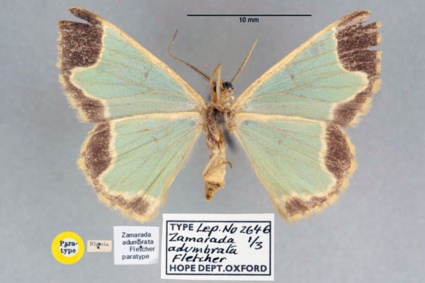 /filer/webapps/moths/media/images/A/adumbrata_Zamarada_PT_OUMNH_02.jpg