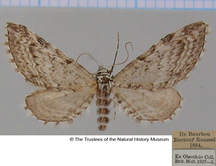 /filer/webapps/moths/media/images/A/adunata_Eupithecia_AF_BMNH.jpg