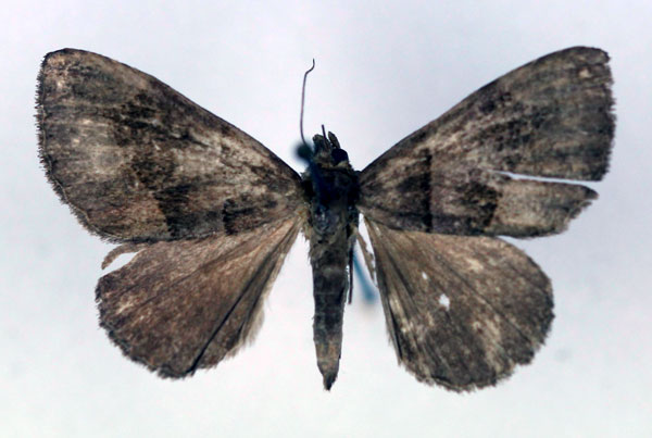 /filer/webapps/moths/media/images/A/adunca_Bastilla_AF_RMCA.jpg