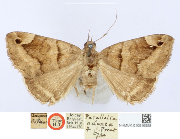 /filer/webapps/moths/media/images/A/adunca_Parallelia_HT_BMNH_I7WH8TG.jpg