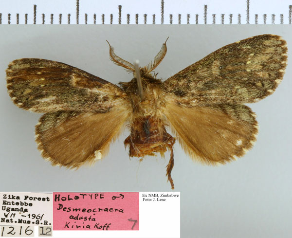 /filer/webapps/moths/media/images/A/adusta_Desmeocraera_HT_NMB.jpg