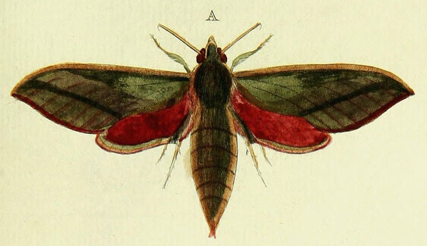 /filer/webapps/moths/media/images/A/aeas_Theretra_Cramer3_226_A.jpg