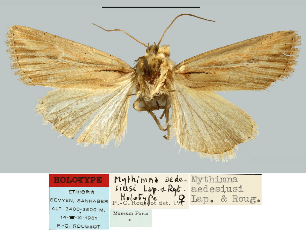 /filer/webapps/moths/media/images/A/aedesiusi_Mythimna_HT_MNHN.jpg