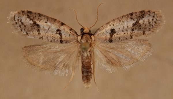 /filer/webapps/moths/media/images/A/aedifica_Compsoctena_A_Butler.jpg