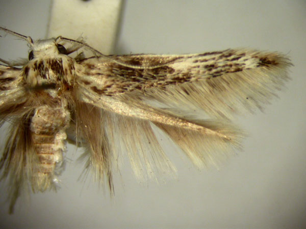 /filer/webapps/moths/media/images/A/aegotricha_Stathmopoda_HT2563_TMSA_01.jpg