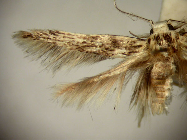 /filer/webapps/moths/media/images/A/aegotricha_Stathmopoda_HT2563_TMSA_02.jpg