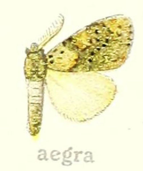 /filer/webapps/moths/media/images/A/aegra_Laelia_HT_Hering_21f.jpg