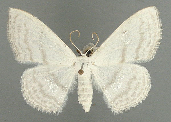 /filer/webapps/moths/media/images/A/aegretta_Problepsis_AF_TMSA.jpg