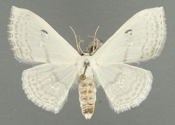 /filer/webapps/moths/media/images/A/aegretta_Problepsis_AF_TMSA_02.jpg