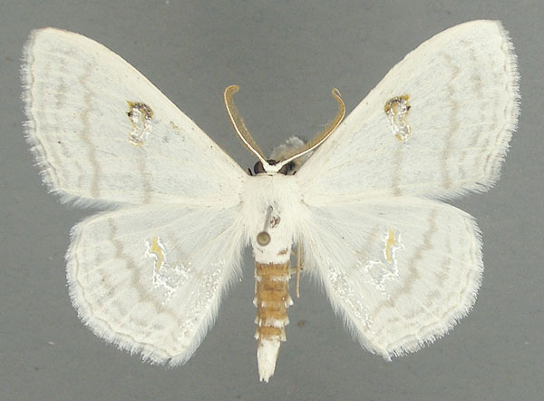 /filer/webapps/moths/media/images/A/aegretta_Problepsis_AM_TMSA.jpg