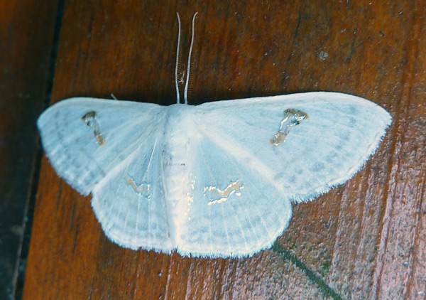 /filer/webapps/moths/media/images/A/aegretta_Problepsis_AM_Tardivel.jpg