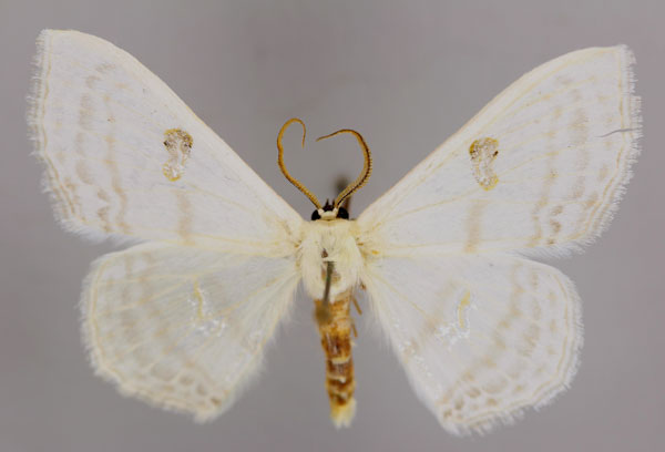 /filer/webapps/moths/media/images/A/aegretta_Problepsis_A_ZSM_01.jpg