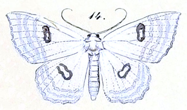 /filer/webapps/moths/media/images/A/aegretta_Problepsis_HT_Felder_1875_128-14.jpg