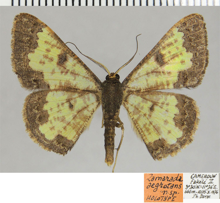 /filer/webapps/moths/media/images/A/aegrotans_Zamarada_HT_ZSMa.jpg