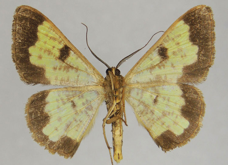 /filer/webapps/moths/media/images/A/aegrotans_Zamarada_HT_ZSMb.jpg