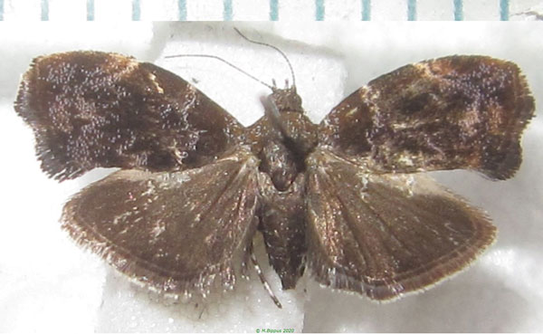 /filer/webapps/moths/media/images/A/aegyptiaca_Choreutis_AM_Bippus.jpg